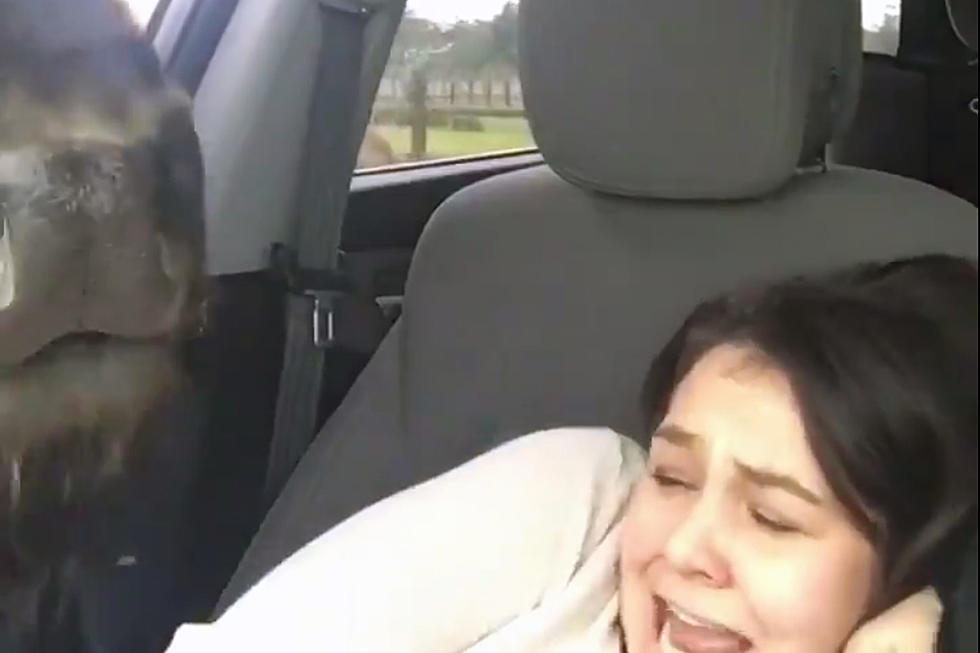 Woman Becomes the Face of Pure Fear While Feeding Buffalo