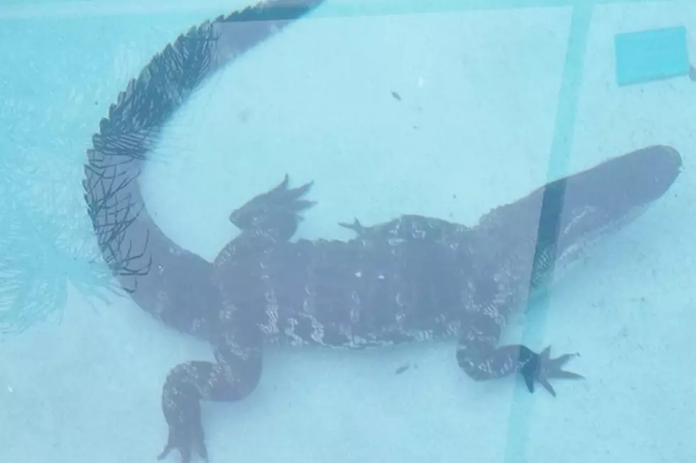 Family Discovers Eight-Foot Alligator in Pool