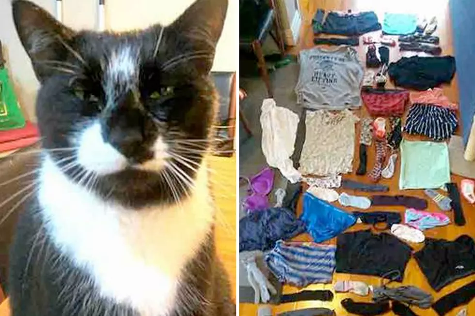 Man Blames Cat For Dragging Another Woman’s Underwear Into His Bed