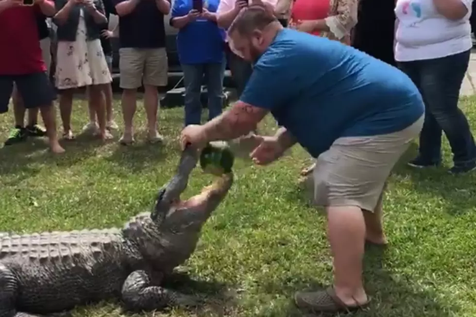 Couple Uses Alligator For Baby&#8217;s Gender Reveal