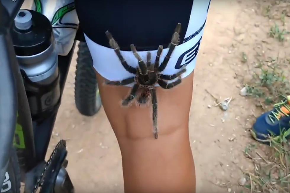 Giant Tarantula Scurries Up Back of Cyclist&#8217;s Leg
