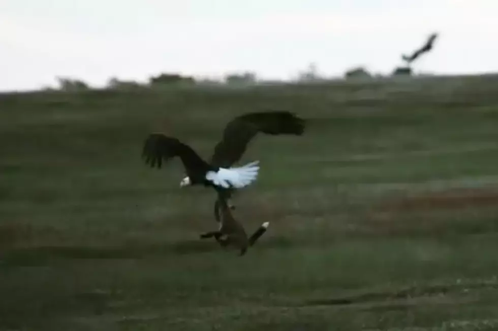 Bald Eagle and Fox Fight Over Rabbit in Midair