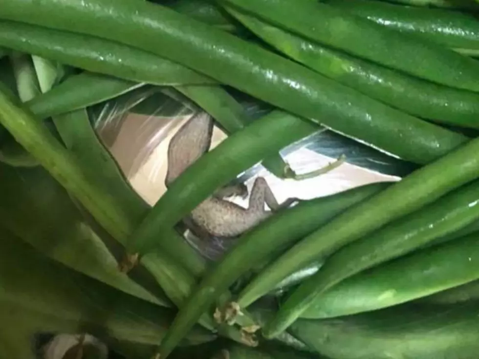 Dead Lizard Found in Bag of Green Beans