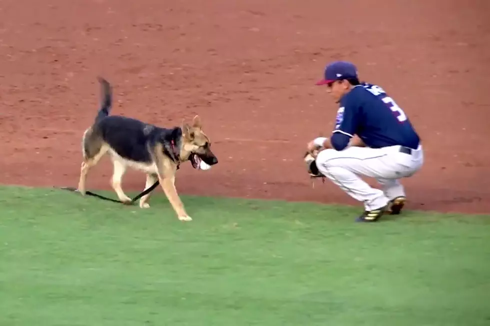 Runaway Dog Plays Fetch With Minor League Shortstop