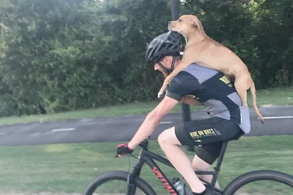 Cyclist Carries Injured Stray Dog On His Back