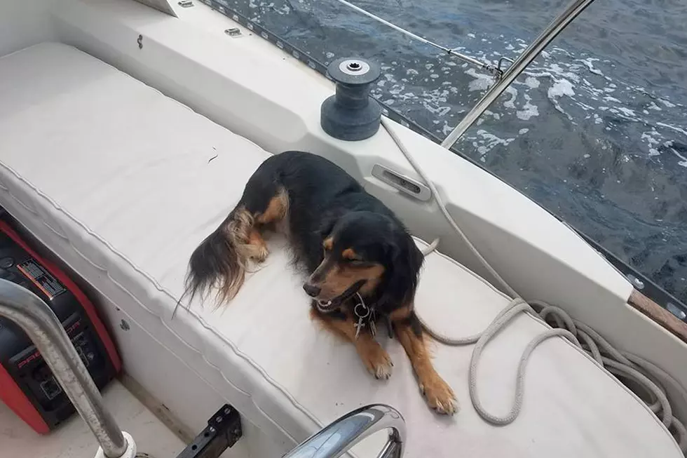 Boater Reunited With Dog After Being Separated at Sea