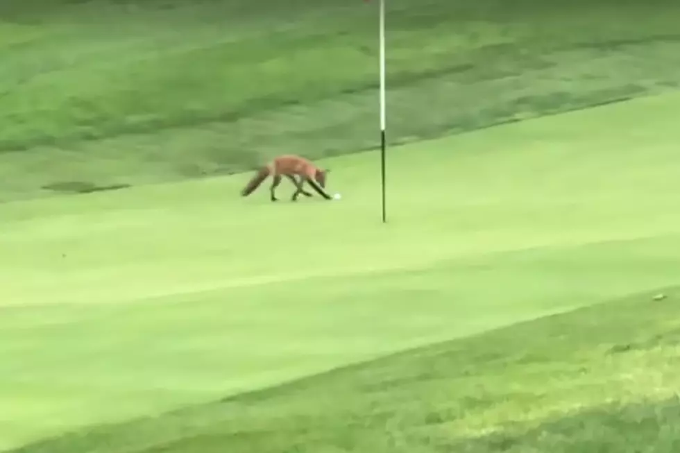 Golfers Get Outfoxed By The Local Wildlife