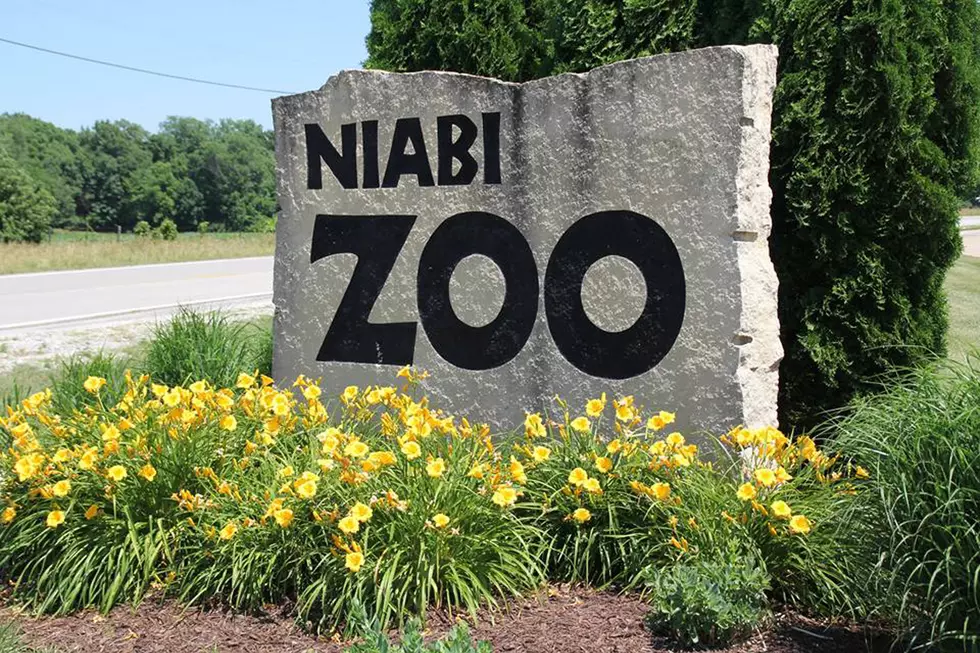 Pints For Preservation at Niabi Zoo This Friday