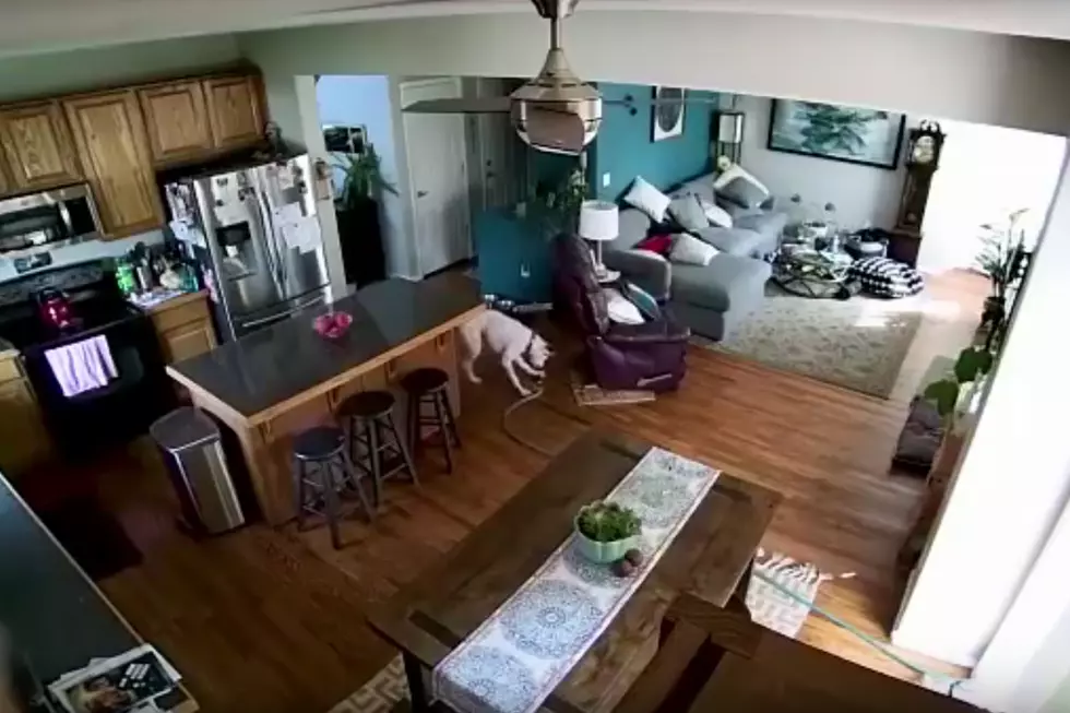 Playful Dog Brings Running Garden Hose Into House