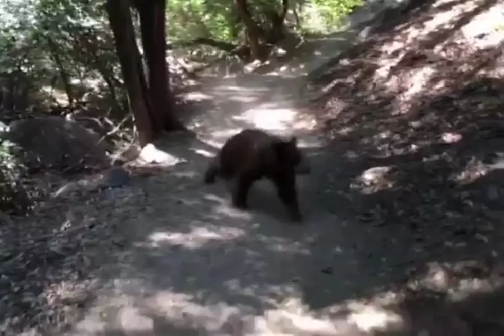 Hiking Family Stand Their Ground When Charged by Bear
