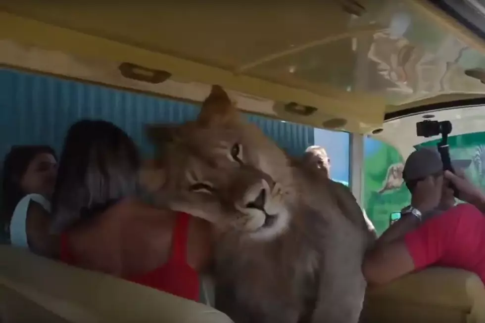 Lion Nuzzles, Licks Tourists on Safari Park Ride