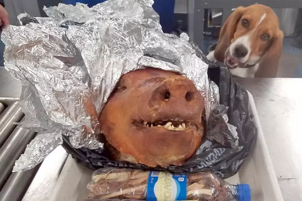 Customs Beagle Sniffs Out Pig Head in Luggage