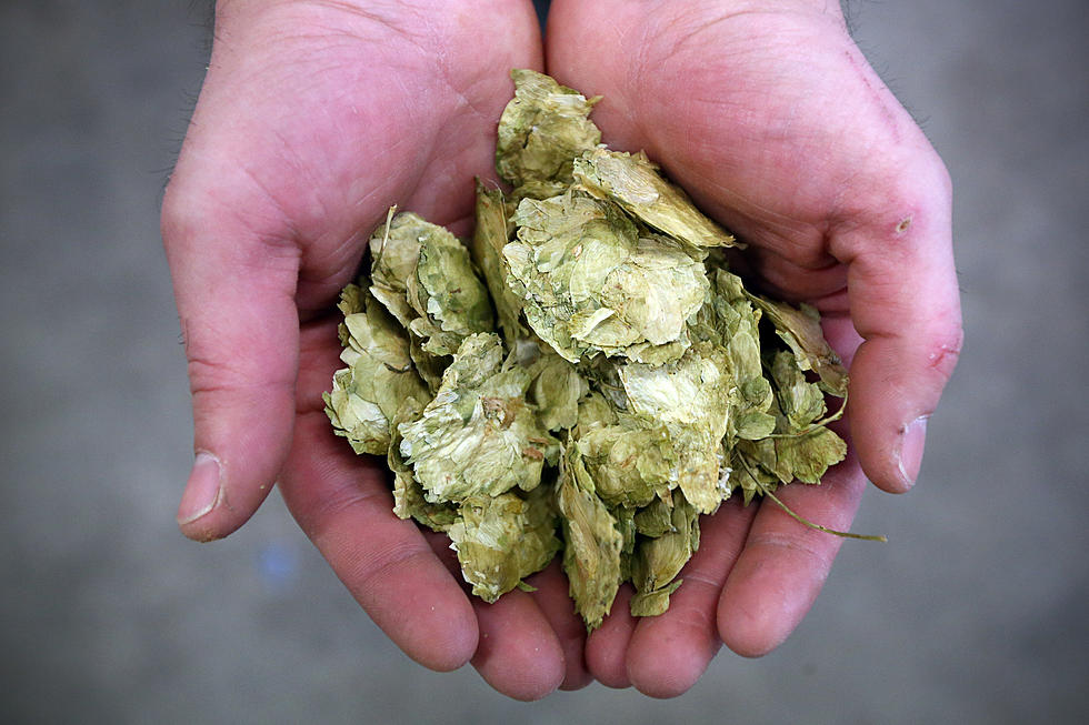 Festival of Hops this Saturday!