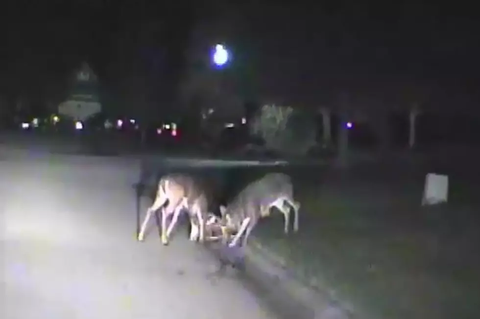 Police Dash Cam Catches Deer Fighting in the Middle of a Road