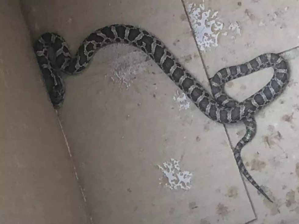 What Kind of Snake Was in My Livingroom