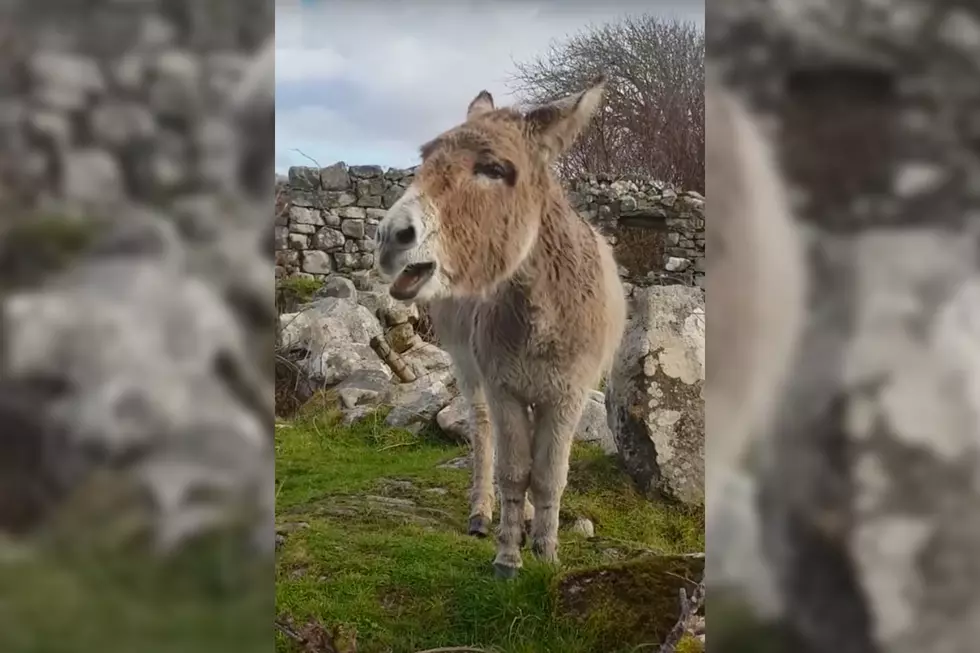 This Donkey Sounds Just Like An Opera Singer