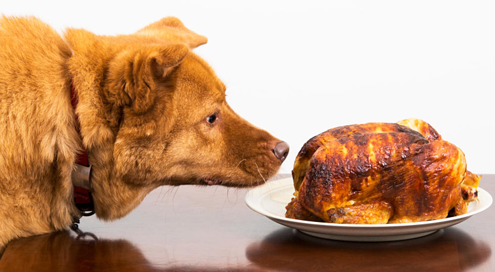 Thanksgiving Foods That Can Be Deadly For Pets