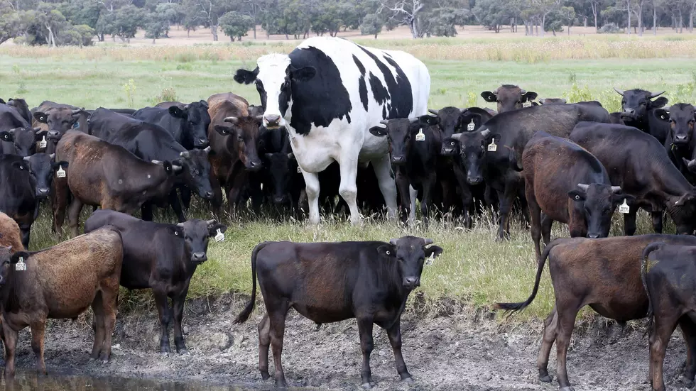 Giant Steer Towers Over Herd in Australia