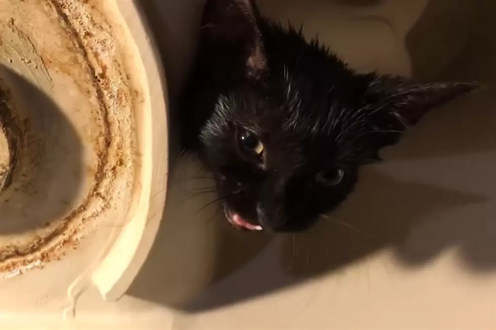 Kitten With Head Stuck in Toilet Gets Rescued