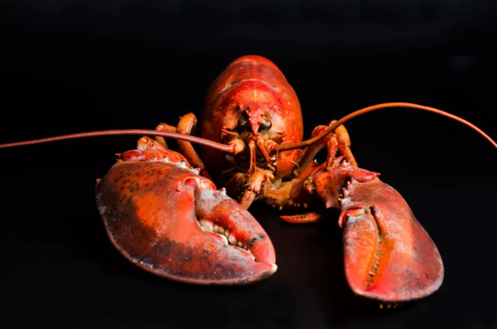 Florida Woman Runs From Restaurant With Live Lobster