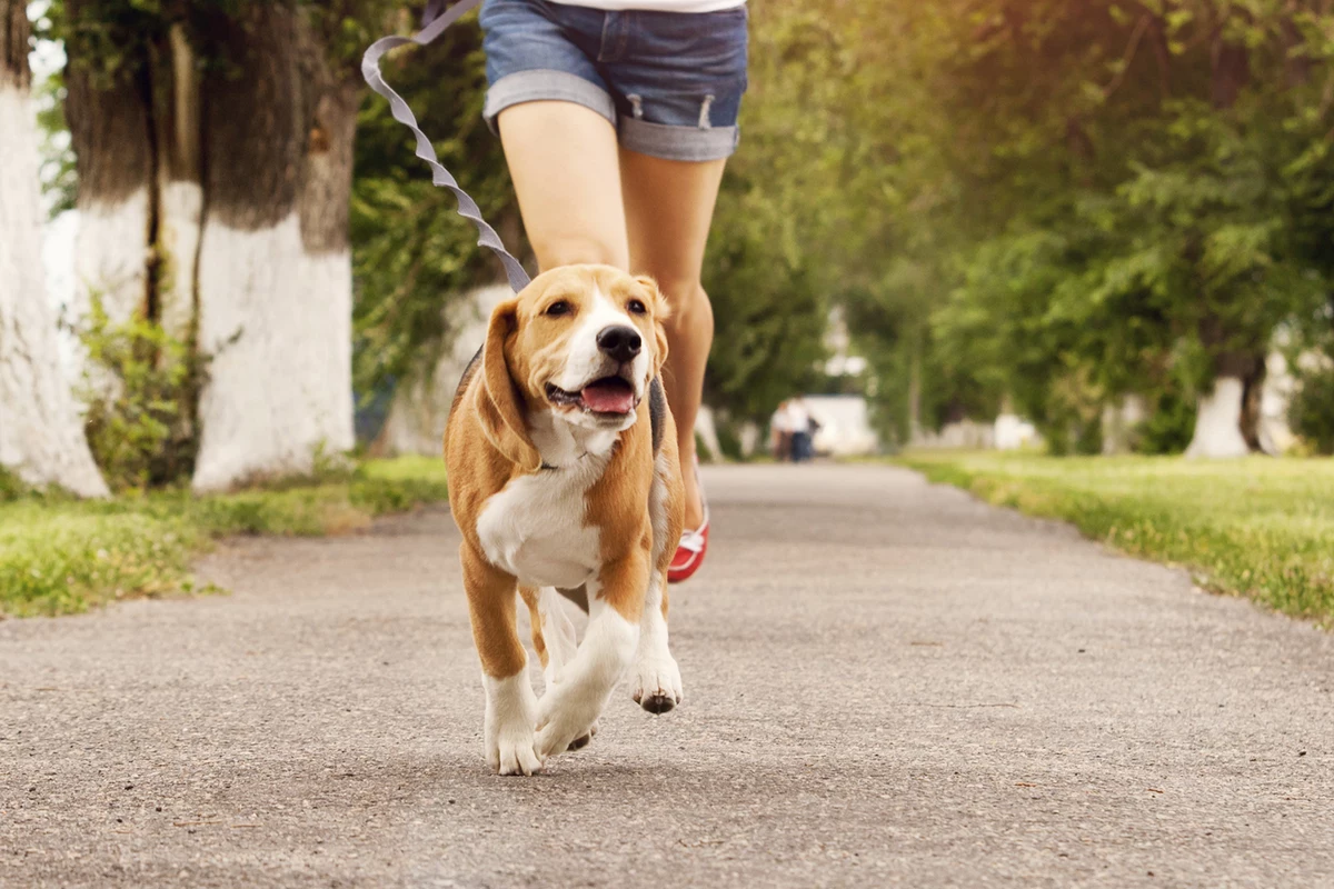 Successful Dog Walking Routine