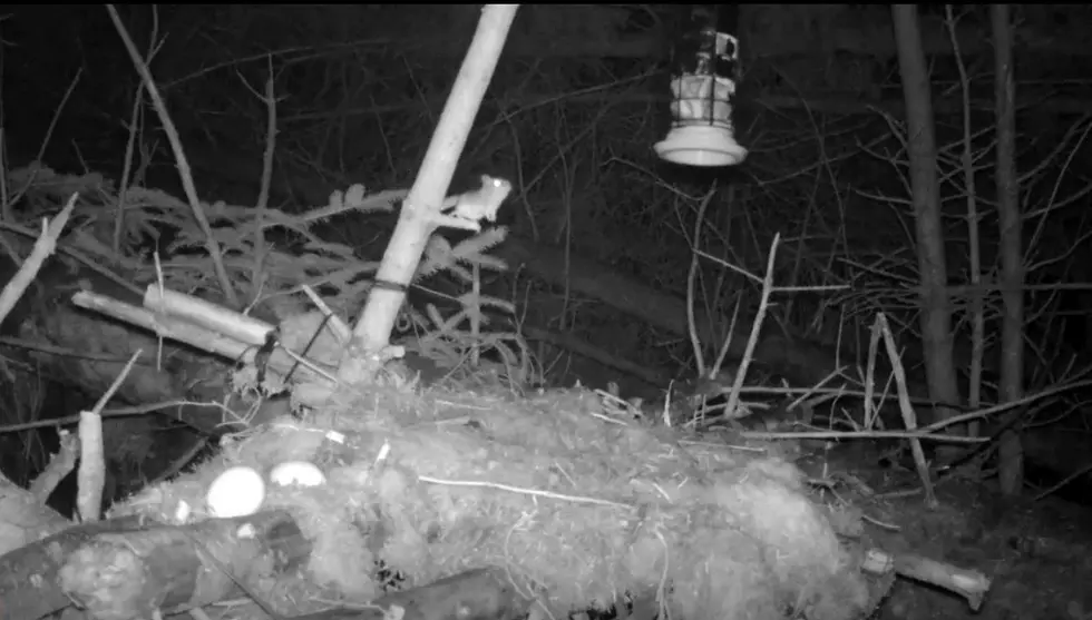 Mouse Refuses to Give Up Until It Reaches Bird Feeder