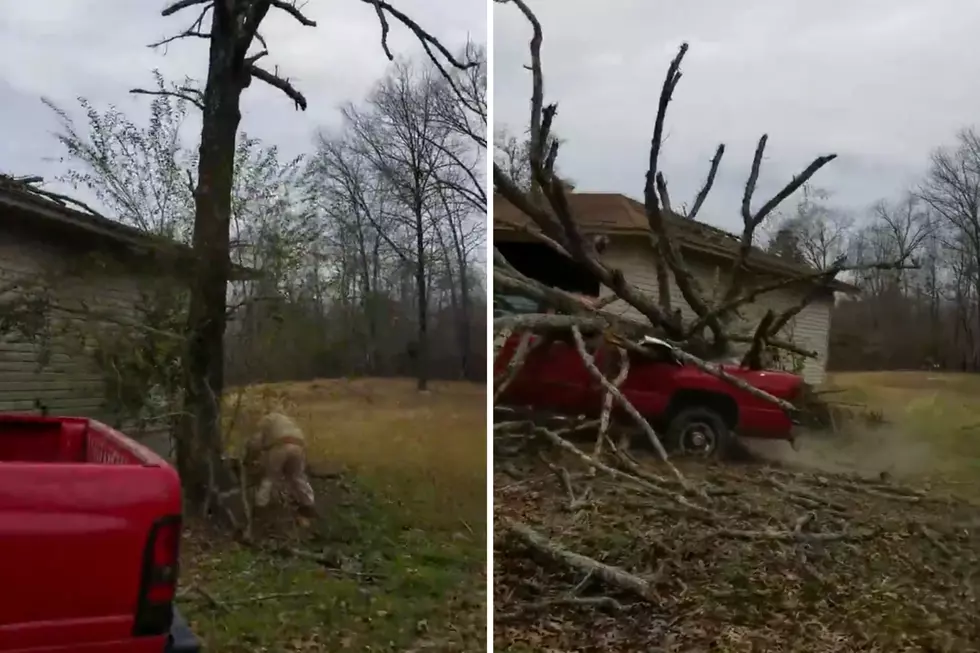 Man Accidentally Chainsaws Tree Onto His Pickup Truck