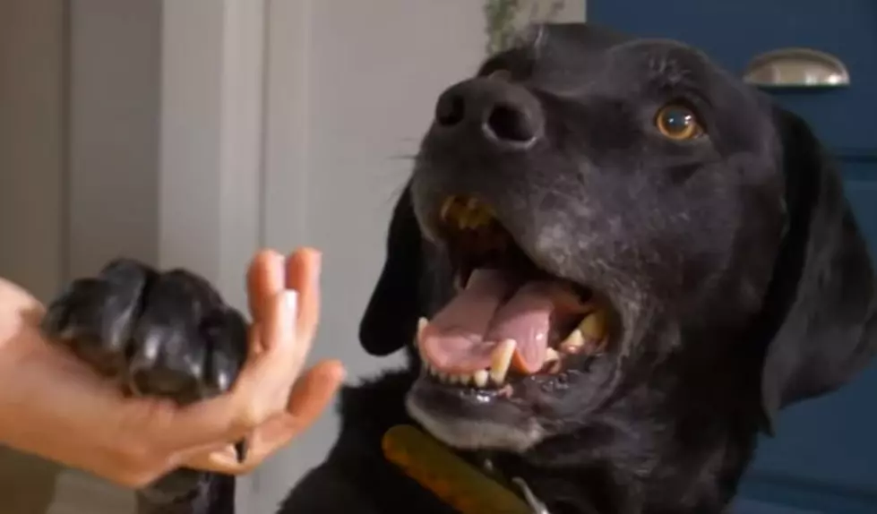 Porch Pirate Scared Off By Protective Family Dog