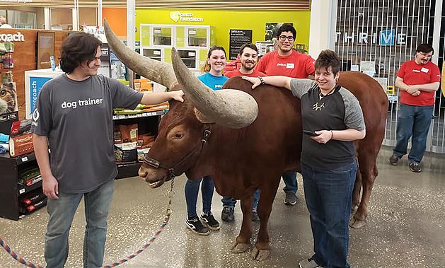 Man Tests Petco&#8217;s &#8220;Any Pet on a Leash&#8221; Policy with a Steer