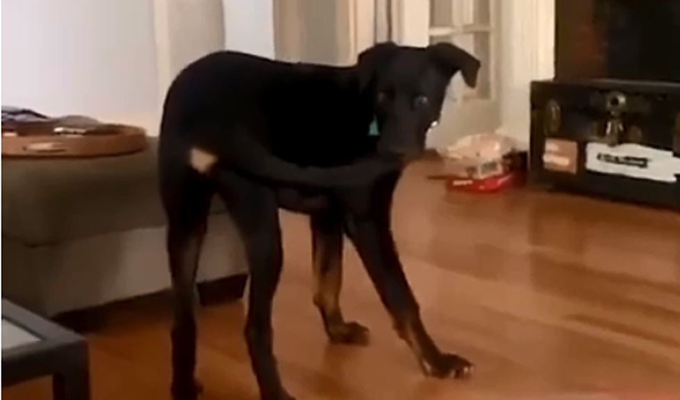 Dog Finally Catches Its Own Tail