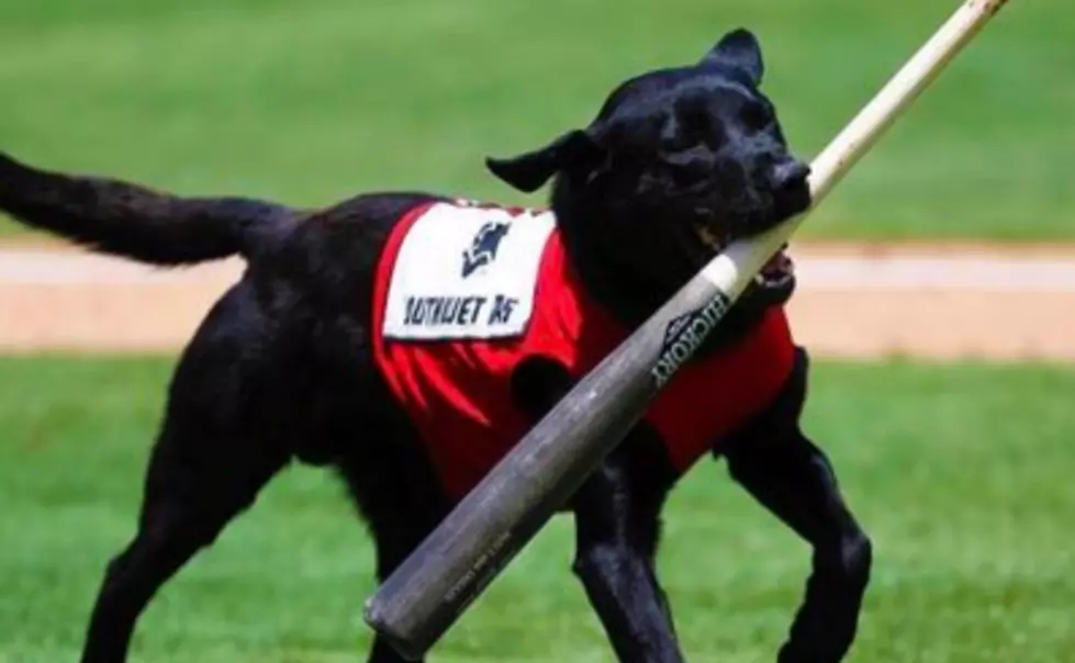Umpire Is Booed for Not Letting the Team&#8217;s &#8220;Bat Dog&#8221; Do His Job