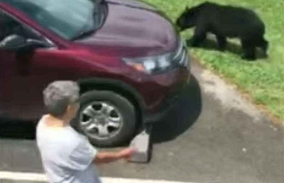 Man Approaches Some Bear Cubs, and Is Almost Mauled by Their Mother
