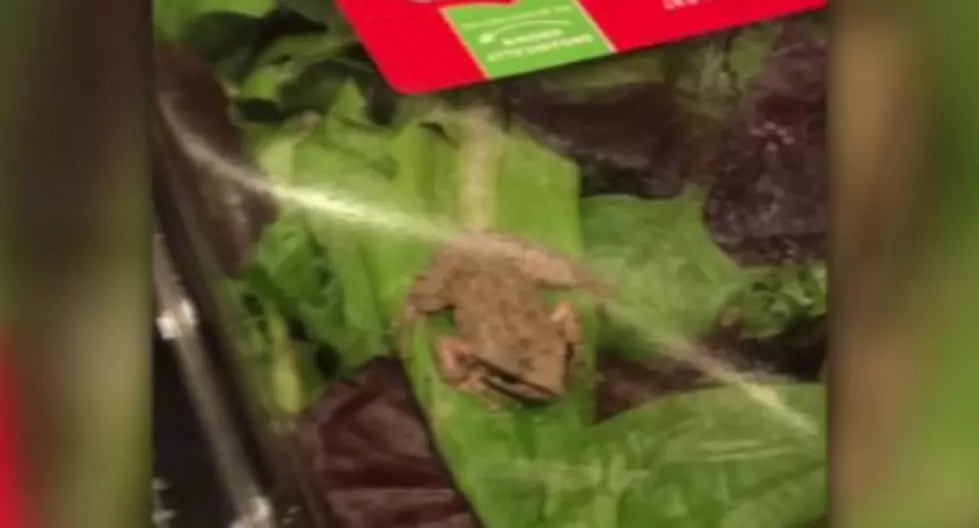 Woman Finds a Live Frog in Her Salad Mix