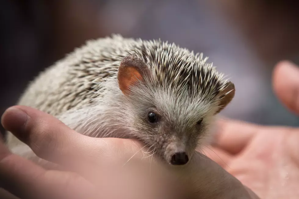 Someone Calls the Cops Over Suspicious Noises at a Playground, Turns Out It Was Two Hedgehogs Getting-It-On