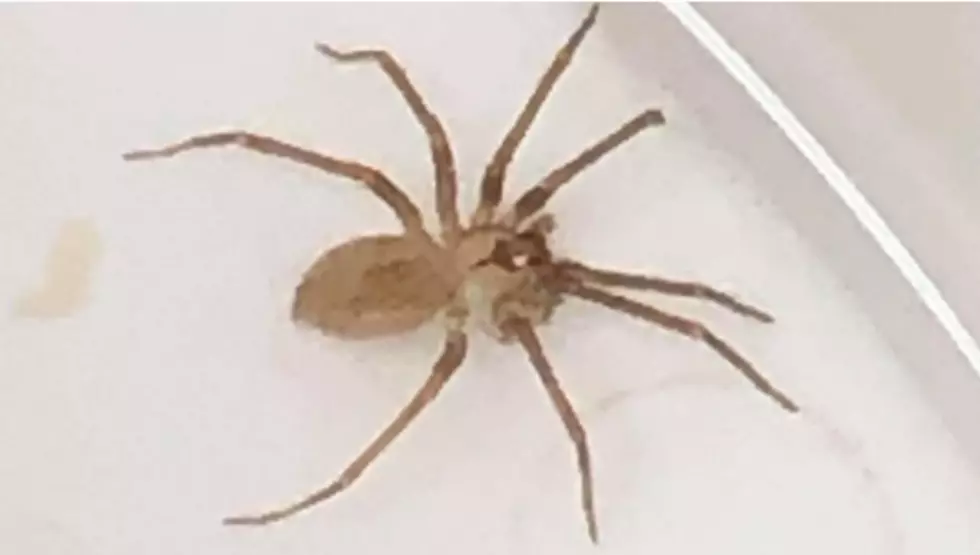 Doctors Find a Venomous Spider Living in a Woman&#8217;s Ear