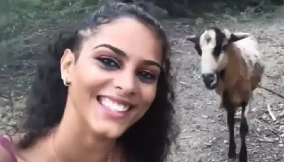 Goat Headbutts a Girl Taking a Selfie