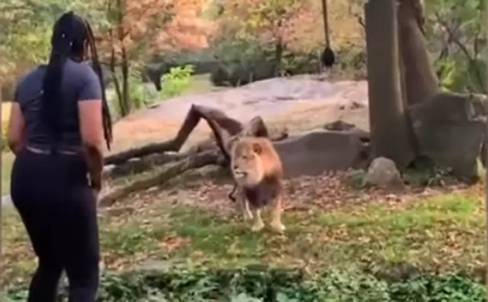 Woman Climbs Fence and Enters Lion Exhibit at Bronx Zoo