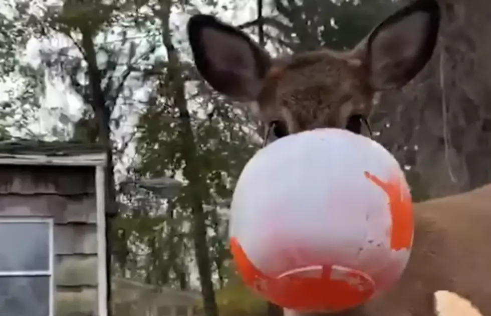 Deer With Halloween Pumpkin Stuck On Its Snout Rescued