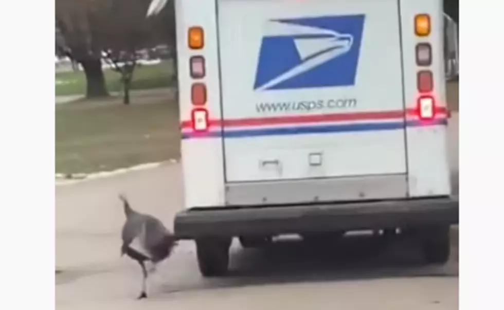 Wisconsin Mail Carrier Chased by Wild Turkey Every Day