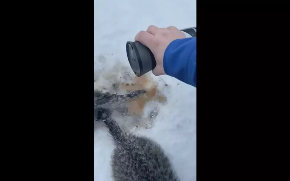 Man Uses Coffee to Rescue Cats Frozen to the Road