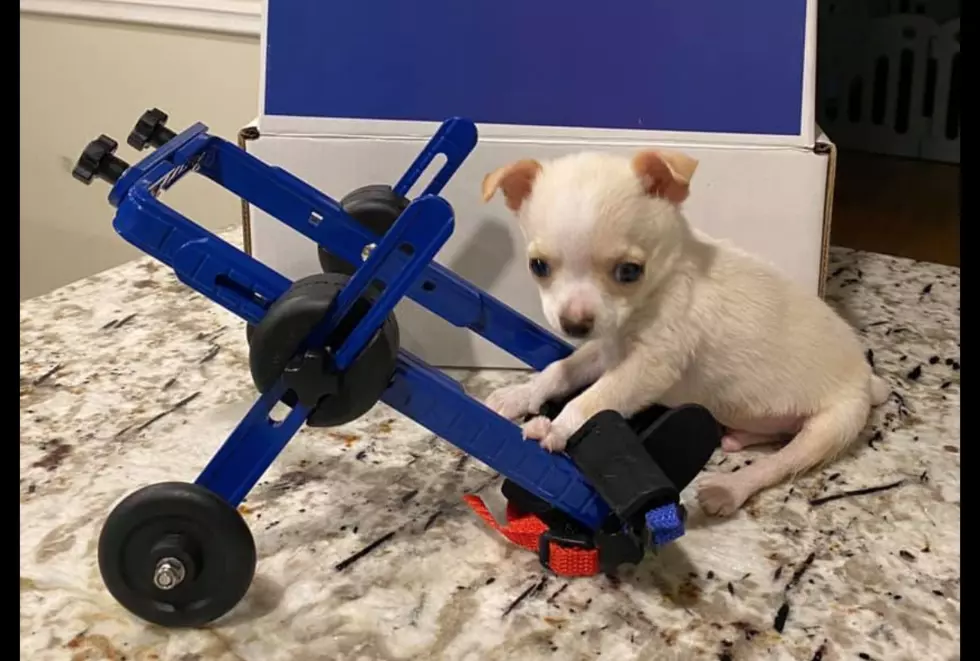 The Puppy That&#8217;s Best Friends With a Pigeon Just Got a Custom Wheelchair