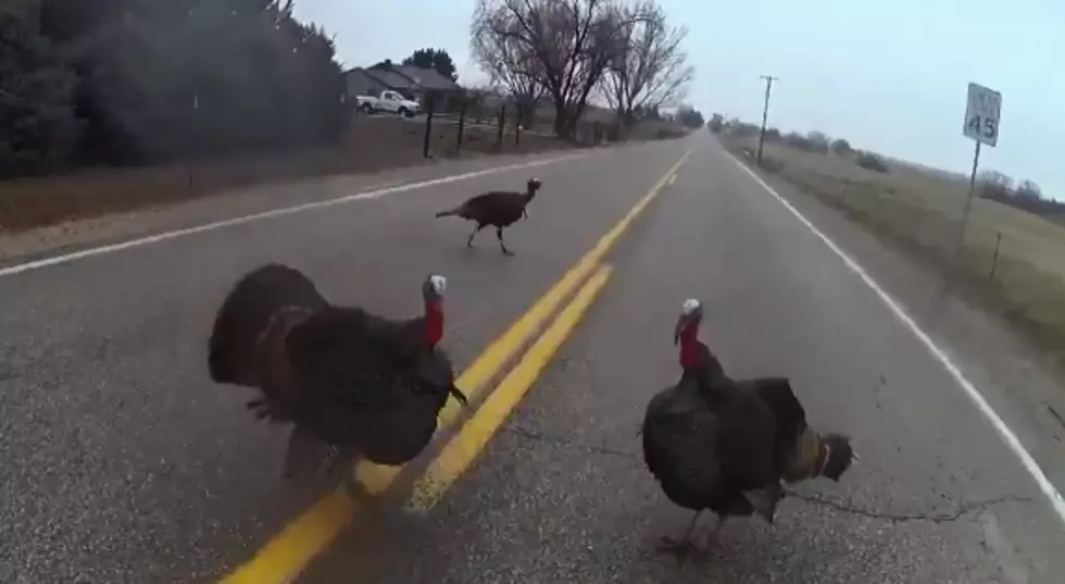 Body Camera Footage From Officer’s Heated Standoff with 3 Turkeys