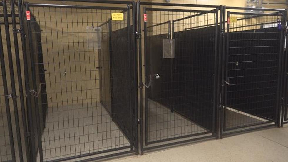 Today is National Puppy Day, and King&#8217;s Harvest Animal Shelter is Empty For the First Time