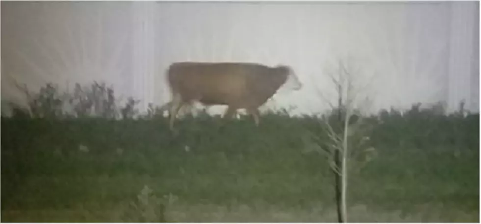 &#8216;Faster Than it Looks': Cow Captured After Evading Police For Two Months