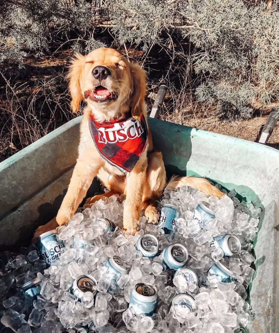 Busch Is Giving a Three-Month Beer Supply to People Who Foster Dogs