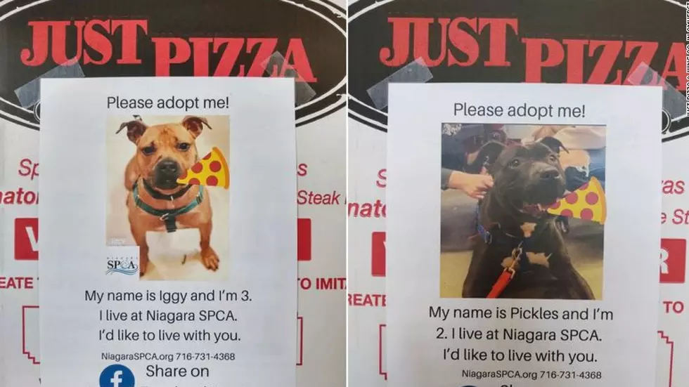 NY Pizza Shop is Putting Photos of Dogs on Pizza Boxes to Help Them Find Homes