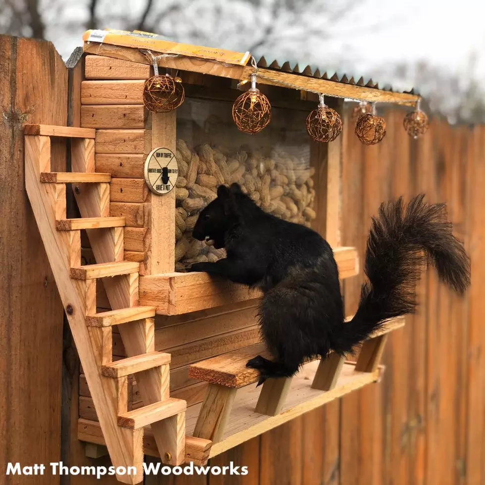 Man Builds Bar for Squirrels in His Backyard