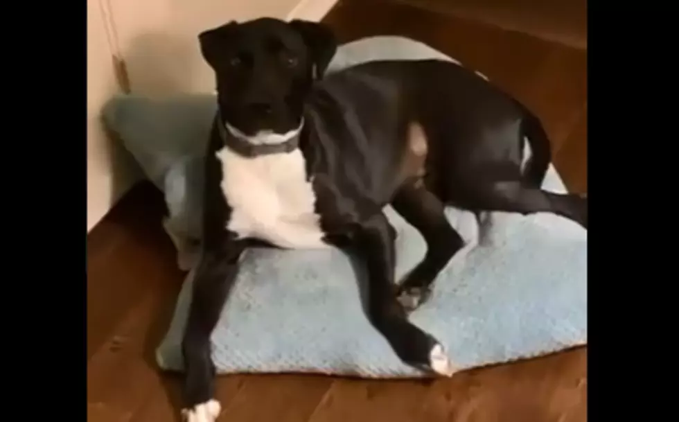 Woman is Trying to Explain a Quarantined Houseguest to Her Dog