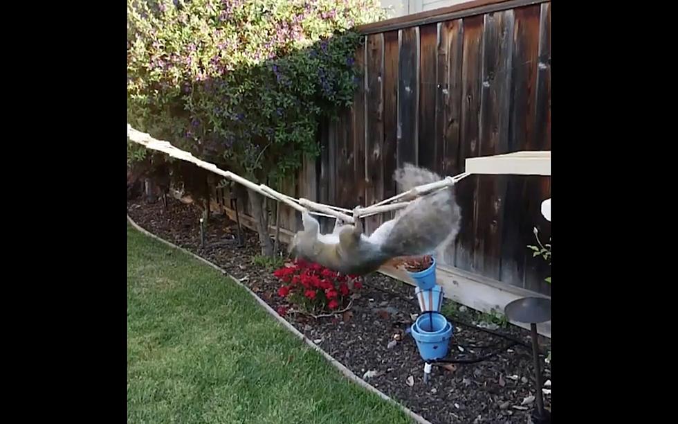 Man Builds 8 Section Obstacle Course For Squirrels to Get To Bird Feeder