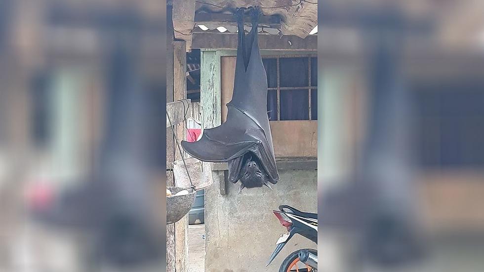 This Giant Bat is Giving People Nightmares